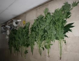 Slika PU_SD/marihuana 032016.jpg